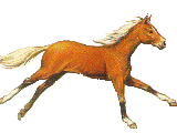 Equestrian Website Design