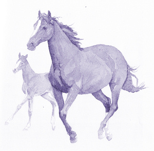 Equestrian Website Design