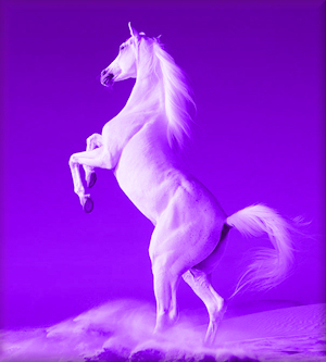 Equestrian Website Design