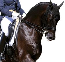 equestrian website design in essex and uk